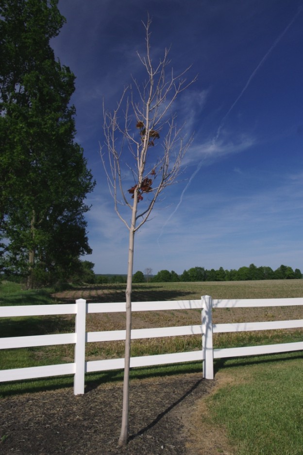 Watering Young Maple Trees Maple Leaves Forever