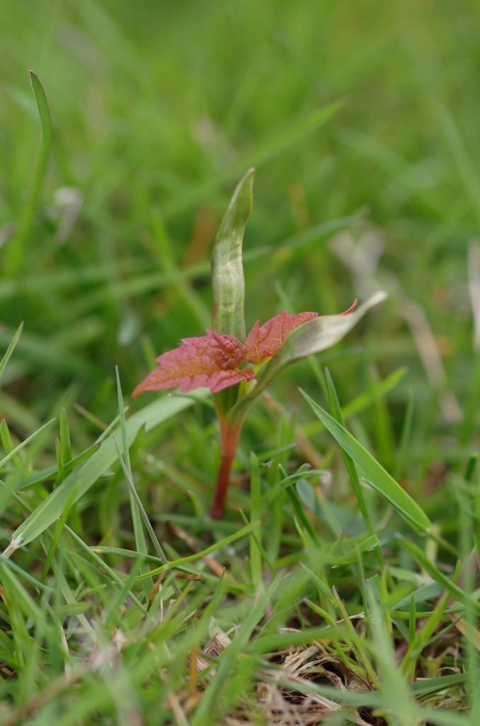 The Comfort Maple – a new season begins – Maple Leaves Forever
