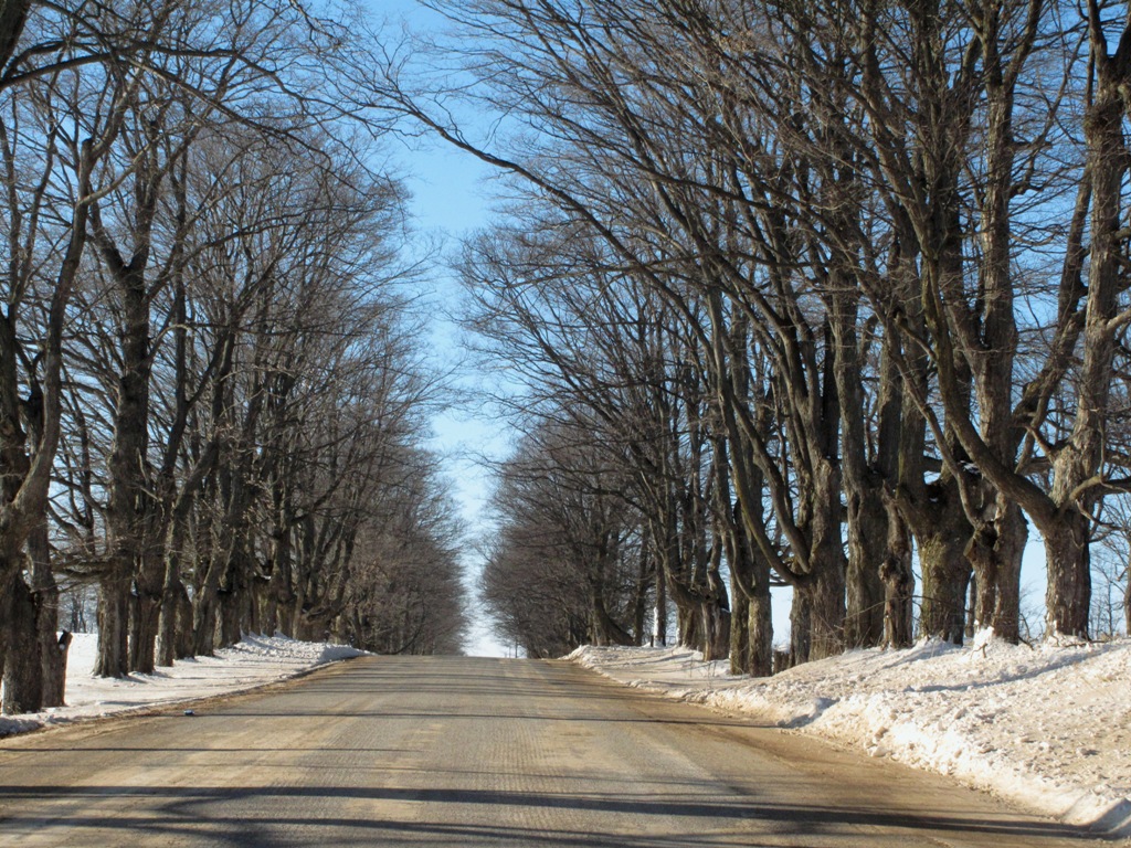 MLF partners with Ontario orgs to provide free trees to residents in