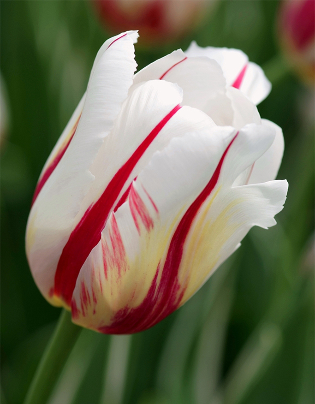 THE CANADA 150 TULIP Maple Leaves Forever