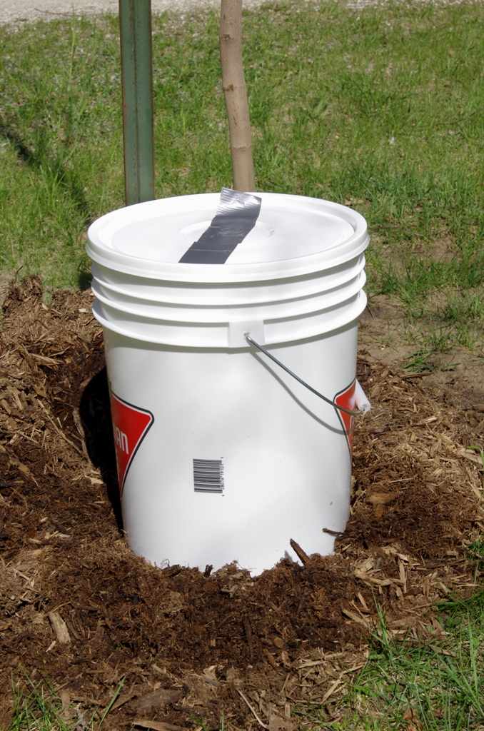 Watering Young Maple Trees Maple Leaves Forever