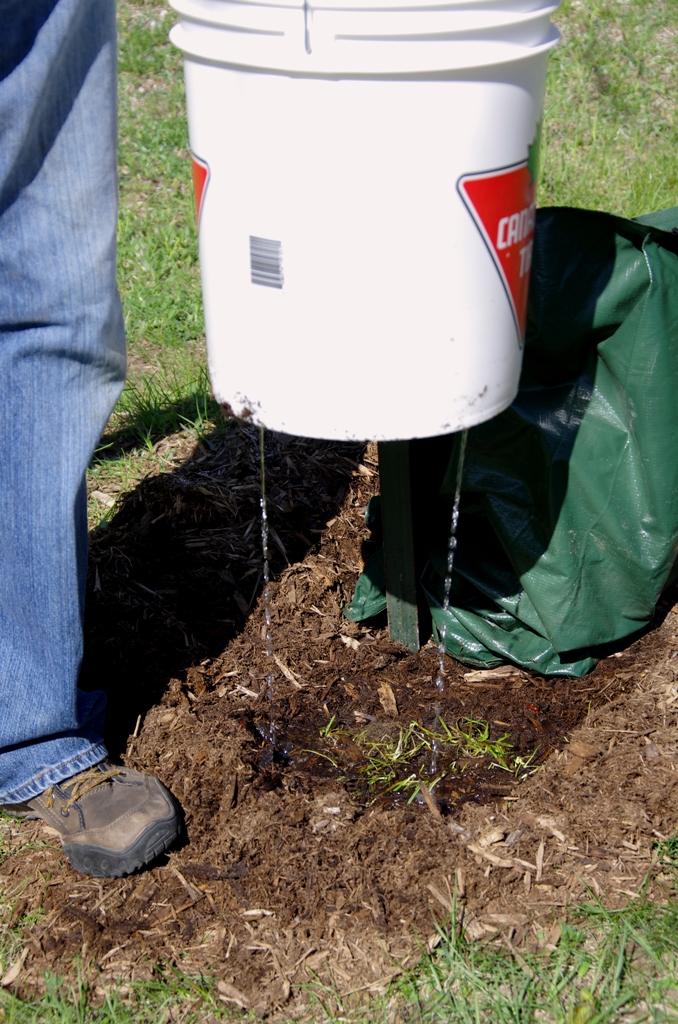 Watering Young Maple Trees Maple Leaves Forever