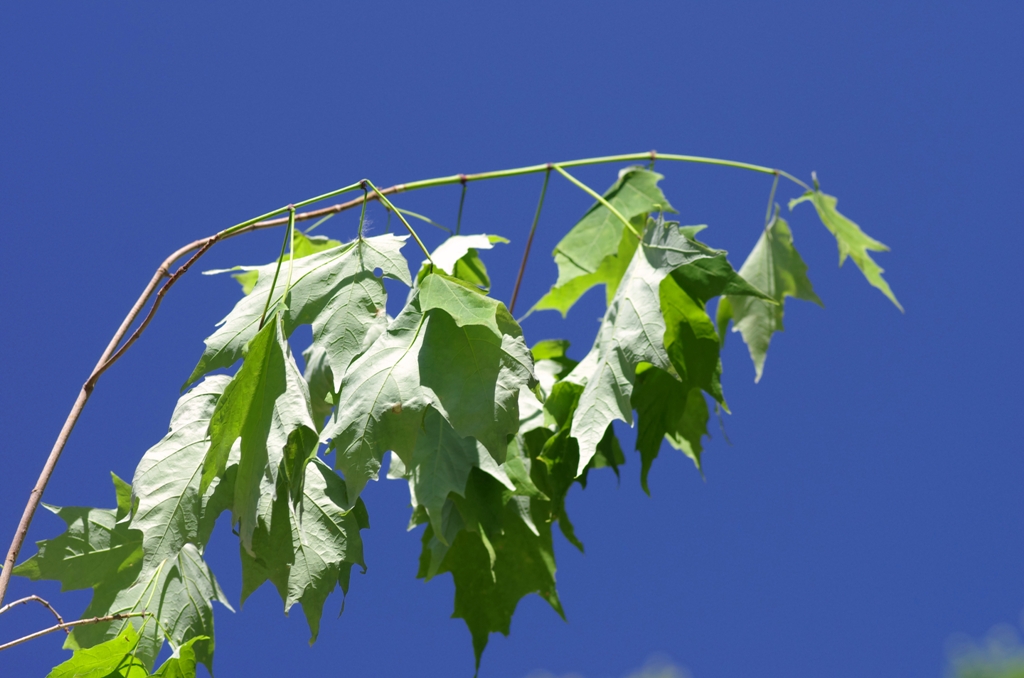 Lessons Learned Treewatering bags save wilted trees Maple Leaves