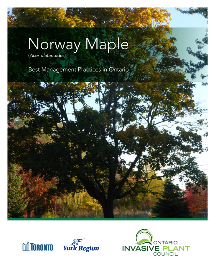 Mlf Webmaster Maple Leaves Forever